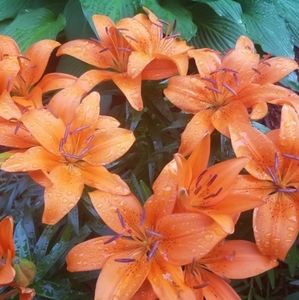 Meet your Posher, Nxld